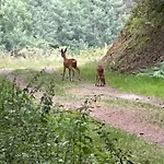 Apartman Familiennest-eifel