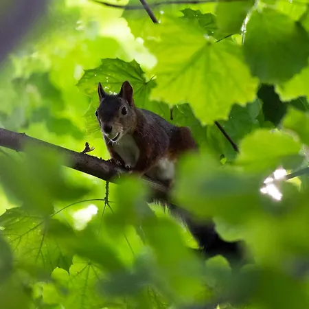 Familiennest-eifel Apartman