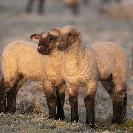 شقة Familiennest-eifel بلانكينهييم