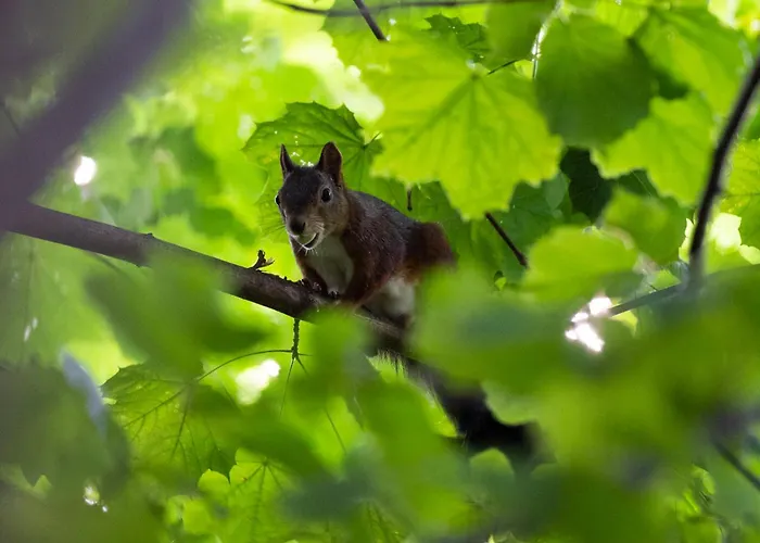 Familiennest-eifel Apartman