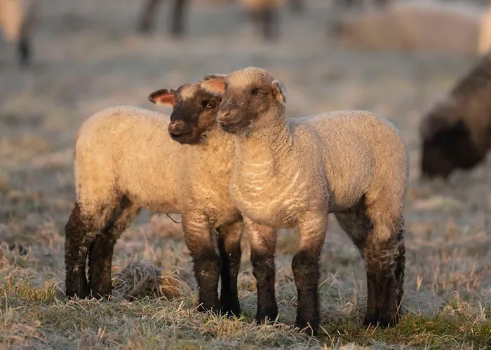 Apartman Familiennest-eifel Blankenheim