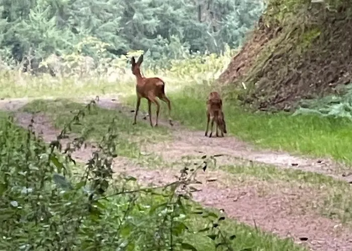 شقة Familiennest-eifel